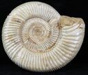 Perisphinctes Ammonite - Jurassic #31758-1